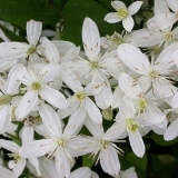 Clematis manchurian